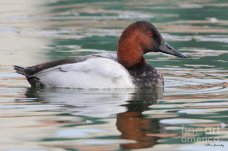 Canvasback Duck