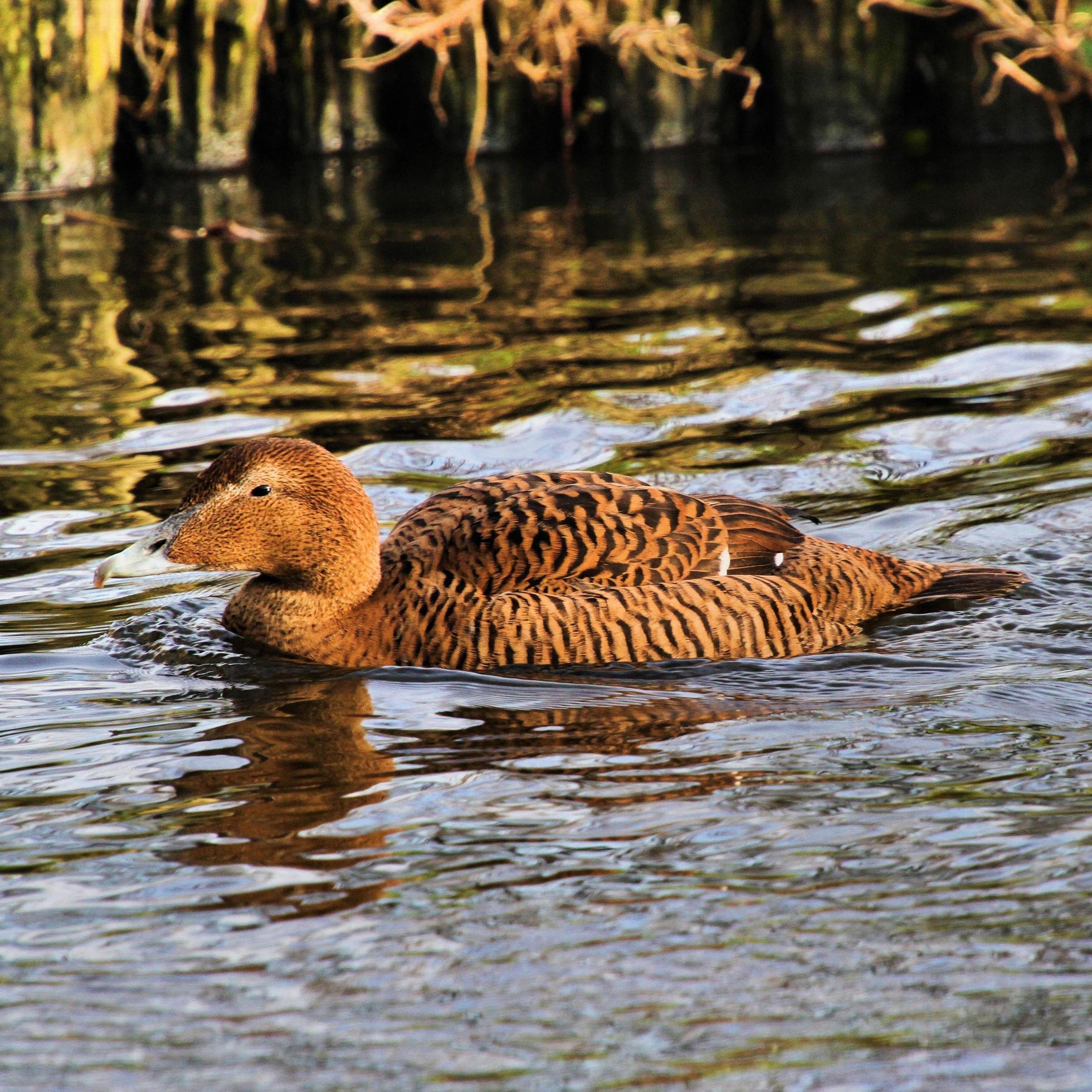 Eider Duck
