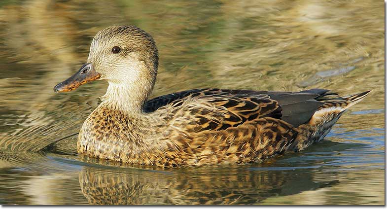Gadwall Duck