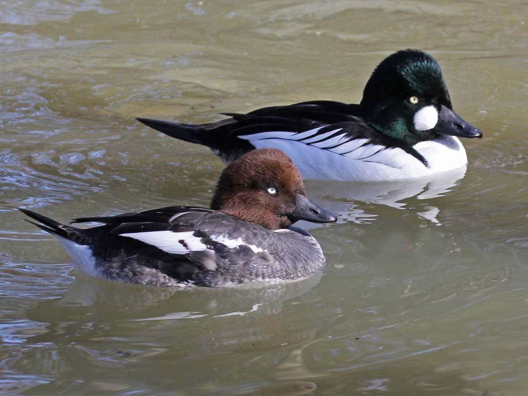 Goldeneye Duck