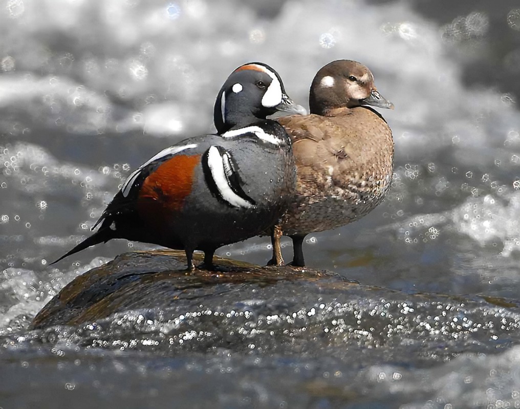 Harlequin Duck