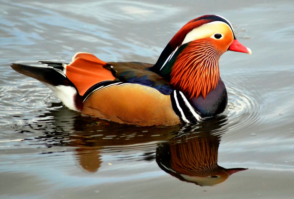 Mandarin Duck