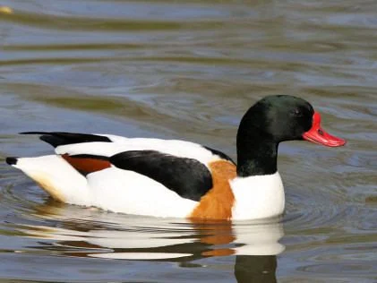Shelduck