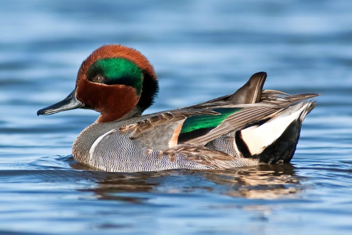 Teal Duck